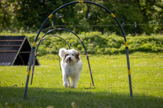 Hund beim Training