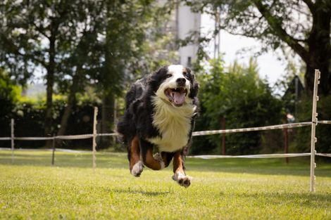 Eindrücke vom Hunderennen